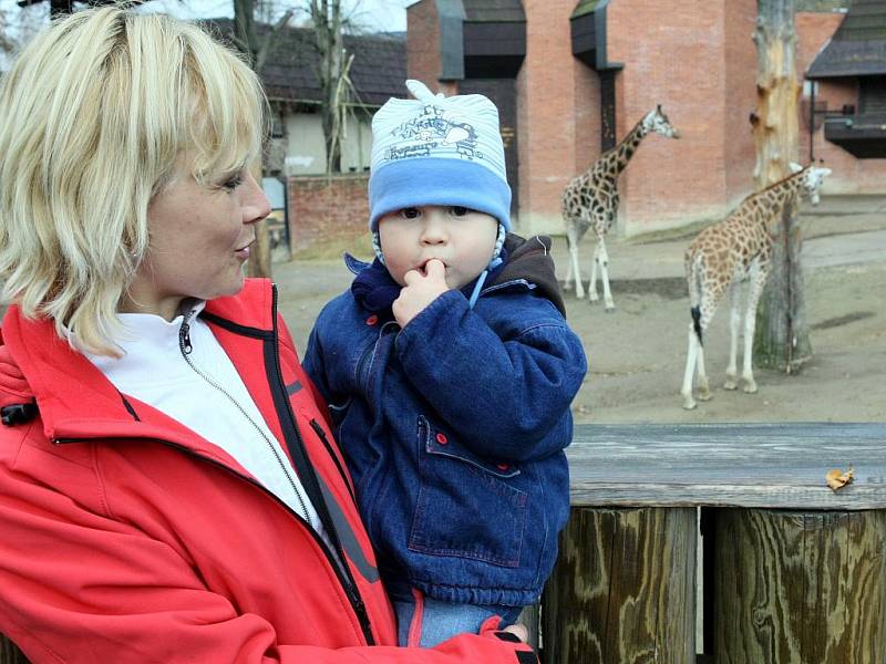 Některá zvířata seuž přemisťují z venkovních výběhů a voliér do teplých pavilonů, jiná se ukládají k zimnímu spánku.