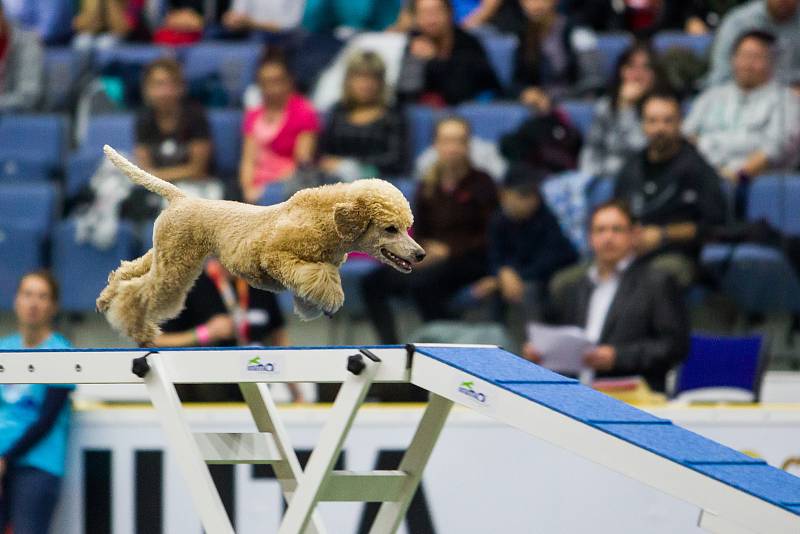 Poslední den Mistrovství světa v agility proběhl 8. října v Home Credit areně v Liberci. Na snímku je disciplína agility jednotlivců se středně velkými psy.