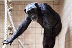 Nová samice šimpanze.