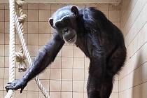 Nová samice šimpanze.
