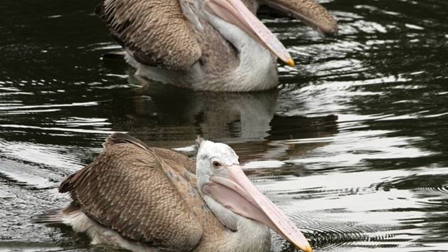 ZOO Liberec získala do svého chovu nový druh veslonohých vodních ptáků, pelikány skvrnozobé.