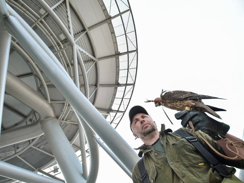 Sokol Čiko a káně Zoro mají za úkol plašit zdejší nežádoucí opeřené návštěvníky, kteří se rádi srocují na spodním patře heliportu.