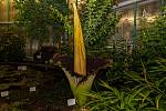 V liberecké botanické zahradě rozkvetl 8. července po třech letech zmijovec titánský.