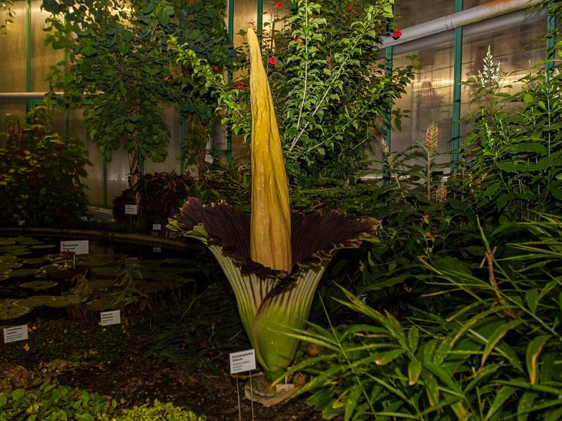 V liberecké botanické zahradě rozkvetl 8. července po třech letech zmijovec titánský.