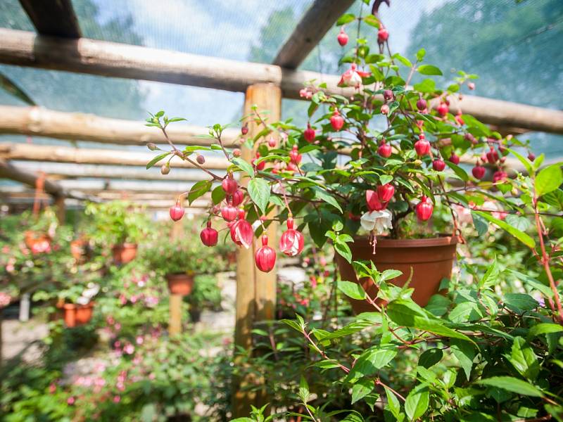 Největší výstava fuchsií (na snímku z 6. července) v České republice, na které je vystaveno 1200 kultivarů fuchsií, 400 pelargonií a 130 achimenes, se nachází v Liberci a je veřejnosti přístupná každý den kromě středy, a to až do 31. srpna.