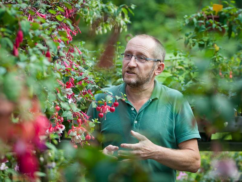 Největší výstava fuchsií v České republice, na které je vystaveno 1200 kultivarů fuchsií, 400 pelargonií a 130 achimenes, se nachází v Liberci a je veřejnosti přístupná každý den kromě středy, a to až do 31. srpna. Na snímku z 6. července je zahradník Jiř