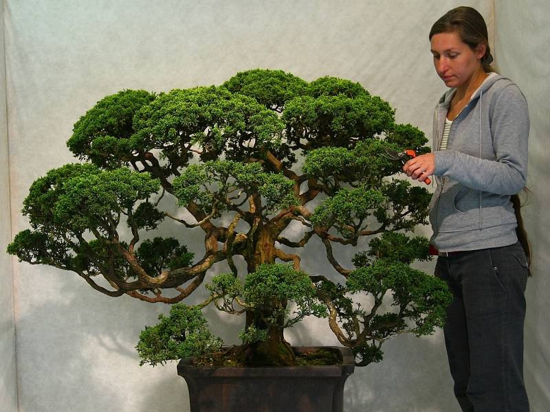 JALOVEC ČÍNSKÝ je nejdéle pěstovaná bonsaj na evropském kontinentu. 
