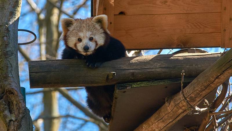 Zoo se sice vyprázdnila, ale péče o zvířata nepočká.