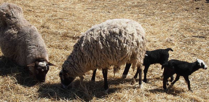 Na statku v Dolní Řasnici chová Milan Maršálek romanovské ovce.