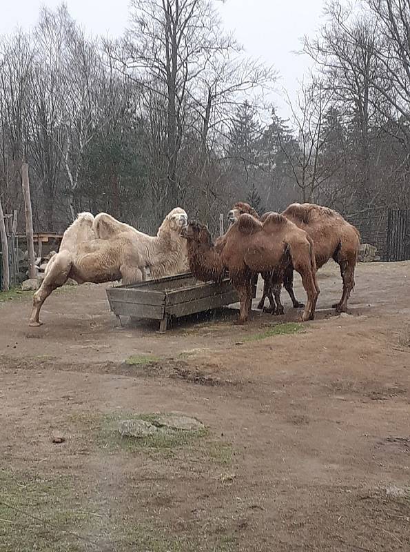 Liberecká zoo znovu otevřela své brány a uvítala první návštěvníky.