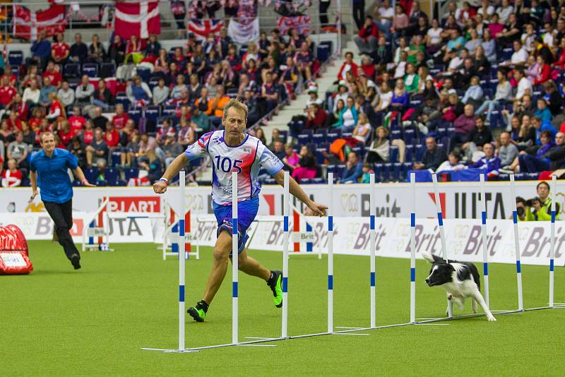 Mistrovství světa v agility začalo 5. října v Home Credit areně v Liberci, pokračovat bude až do neděle 8. října. Na snímku je disciplína jumping družstev s velkými psy.