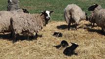 Na statku v Dolní Řasnici chová Milan Maršálek romanovské ovce.