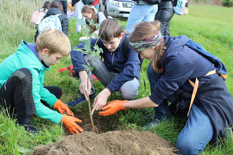 V rámci mezinárodního projektu tři desítky dětí vysadily javory podél rychlostní silnice ve Stráži. Ze stromů bude protihluková stěna.