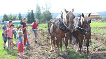 Na rodinné farmě Lukava v Jindřichovicích se sklízely brambory jen s pomocí rukou a koní.