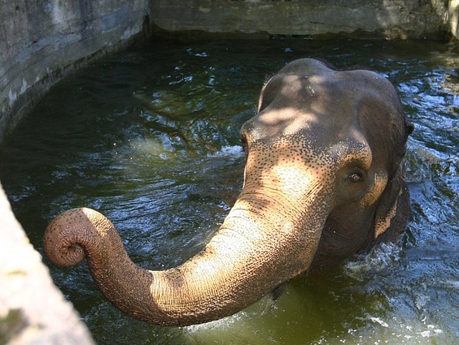Sloni v Zoo si užívají osvěžující koupel