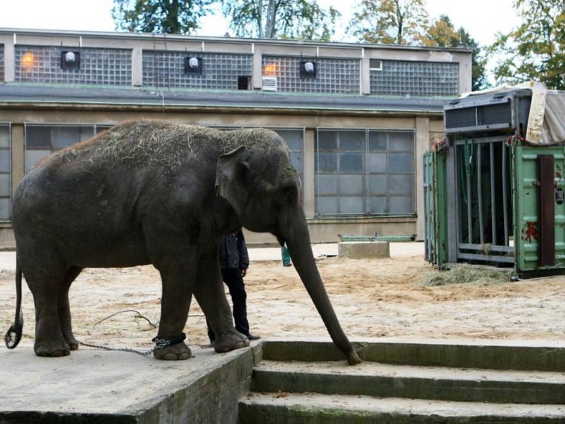 Slonice Bala dorazila do liberecké zoo.