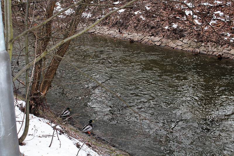 Na výskyt nutrií upozorňuje cedule, která zakazuje jejich krmení. Nutrie ničí faunu a flóru ve svém okolí, mohou napadnout děti a domácí zvířata a v neposlední řadě přenáší nakažlivé nemoci.