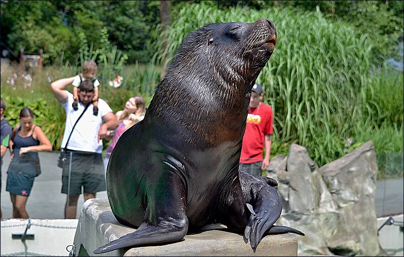 Lachtani v liberecké zoologické zahradě dvakrát denně vystupují i pro veřejnost. Jejich hlavním ošetřovatelem a chovatelem je Petr Honc.