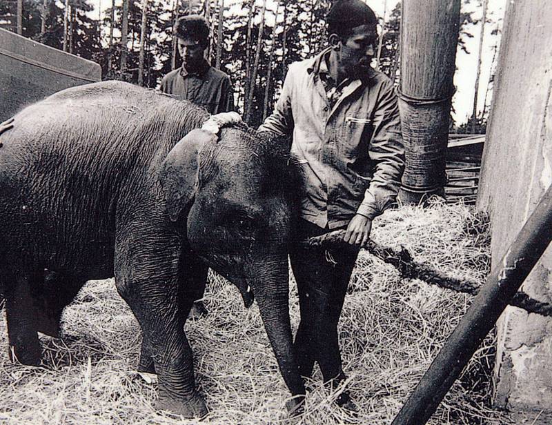 První krůčky slonice po liberecké zoo.