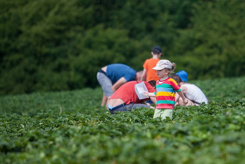 Samosběr jahod na jahodových plantážích na okraji Turnova. Ilustrační foto.