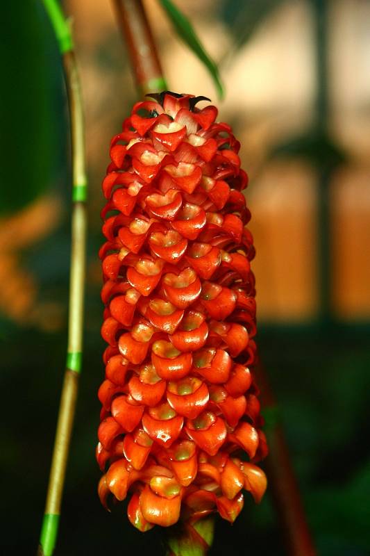 Botanická zahrada v Liberci.