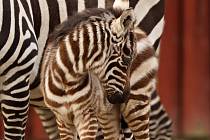 V Zoo Liberec přišlo v únoru na svět mládě vzácné zebry bezhřívé, jednoho z nejvíce ohrožených zvířat naší planety
