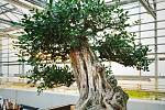 V PŘÍRODĚ dorůstá muraja až 8 metrů, zatímco 337 let stará bonsaj měří 1,4 metru.