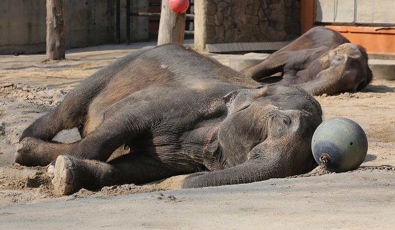 Zoologická zahrada v Liberci strádá, téměř tři čtvrtě roku sem nevkročil kvůli koronaviru žádný návštěvník.