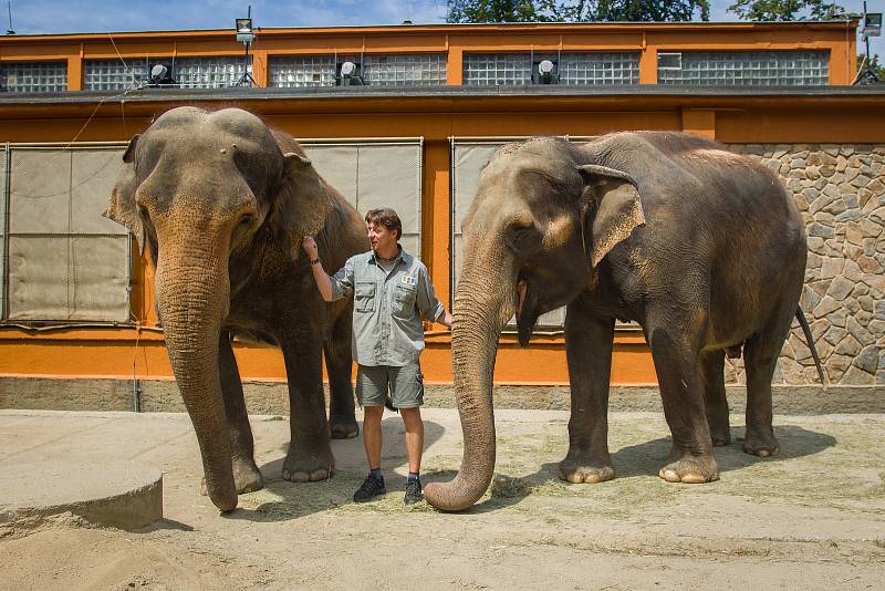 Samice slona indického Bala (vlevo) a Rání s ošetřovatelem Václavem Aschenbrennerem v Liberecké zoologické zahradě na snímku z 17. července.