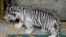 Mláďata vzácných bílých tygrů.