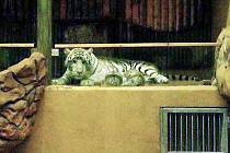 Tygřata v liberecké zoo se už začínají vydávat ven.