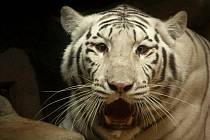 Zabavený bílý tygr