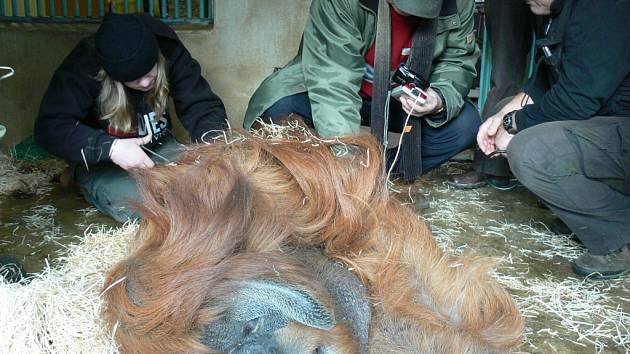 ORANGUTAN JOLO. Veterináři a chovatelé liberecké zoologické zahrady v minulém týdnu uspali a vyšetřili pětatřicetiletého lidoopa.