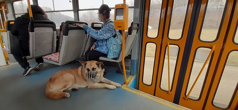 Cesta tramvaji 11 do Jablonce a zpátky.