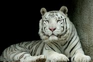 Bílý tygr Paris v liberecké zoo
