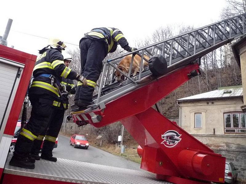 K psovi uvězněnému na střeše ve výšce deseti metrů pomohli až hasiči.