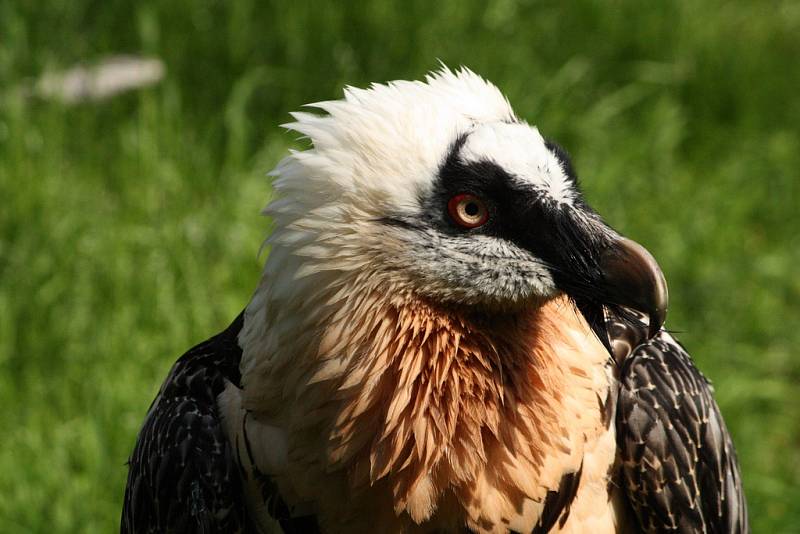 V liberecké zoo.