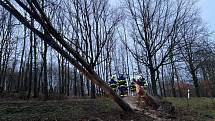 Hasiči z Hrádku nad Nisou, Chrastavy a Liberce zasahovali v pondělí ráno u vyvrácených stromů ve Václavicích.
