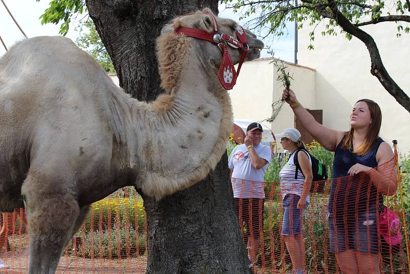 Zámecké slavnosti Svijany, 2019.