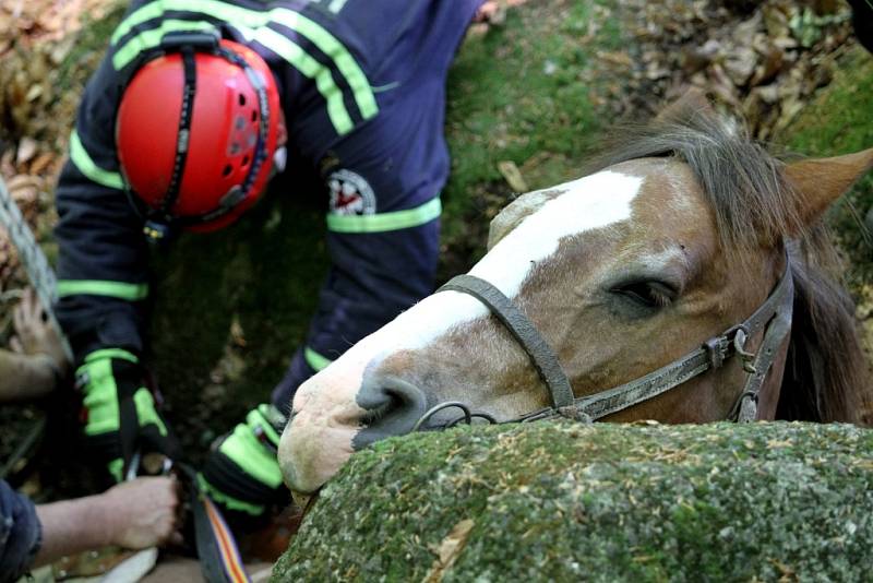 Těžařský kůň uvízl mezi balvany v lese v Oldřichově v Hájích na Liberecku. Zraněného se ho podařilo hasičům vyprostit po třech hodinách.