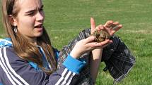 Skoro 5000 žab zachránili letos školáci z Českého Dubu. Dělají to dobrovolně a s nadšením. 