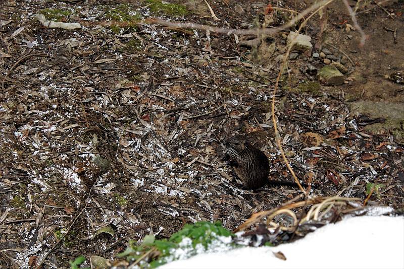 Na výskyt nutrií upozorňuje cedule, která zakazuje jejich krmení. Nutrie ničí faunu a flóru ve svém okolí, mohou napadnout děti a domácí zvířata a v neposlední řadě přenáší nakažlivé nemoci.