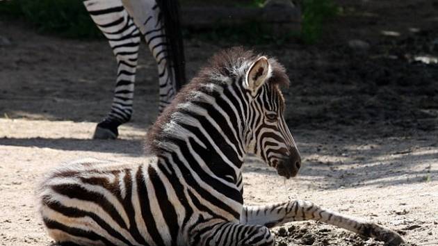 LIBERECKÁ ZOO má nové přírůstky.