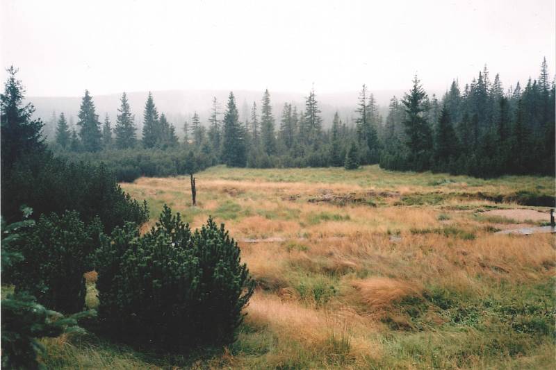 Rašeliniště Jizerky.