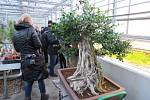 V PŘÍRODĚ dorůstá muraja až 8 metrů, zatímco 337 let stará bonsaj měří 1,4 metru.