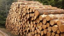 Těží se ve velkém. Lesníci stále zpracovávají kalamitní dřevo, mezi lidmi je o ně velký zájem.