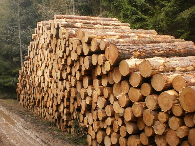 Těží se ve velkém. Lesníci stále zpracovávají kalamitní dřevo, mezi lidmi je o ně velký zájem.