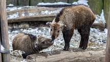 Čtyři mláďata takina čínského se narodila na přelomu února a března v Liberecké zoologické zahradě. Od roku 2002 se liberecké zoologické zahradě ošetřovatelům podařilo odchovat již 39 mláďat. Snímek je z 21. března.