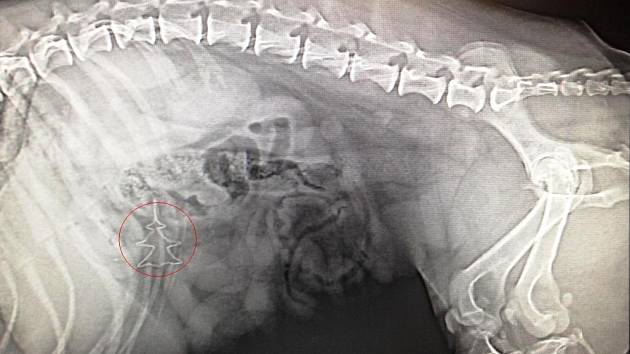 VÁNOČNÍ OZDOBA V ÚTROBÁCH PSA, kterého musela veterinářka operovat. Spolkl ji ze stromečku.  