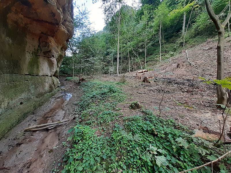 Za devastací části turisticky vyhledávané rezervace Plakánek u hradu Kost v jižní části CHKO Český ráj stojí těžba kůrovcového dřeva.